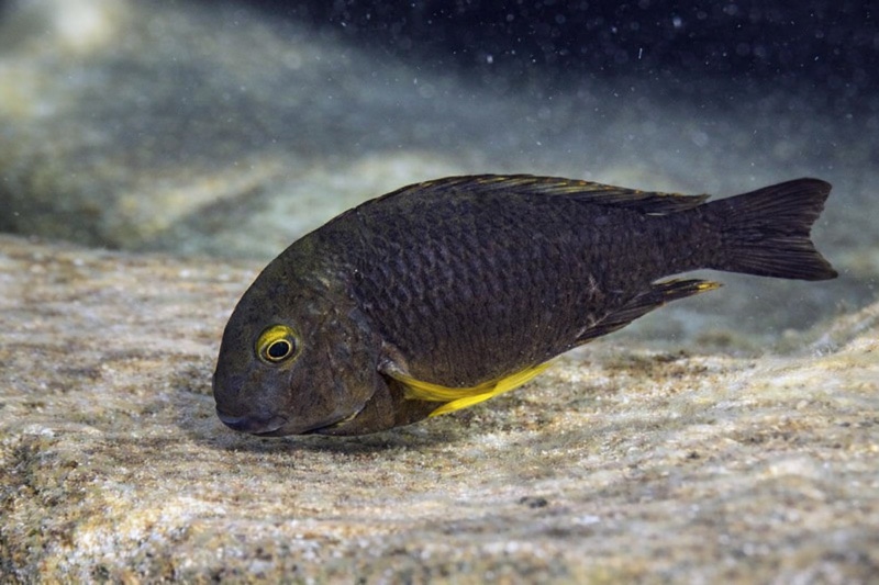 Tropheus sp. 'lukuga' Katenga